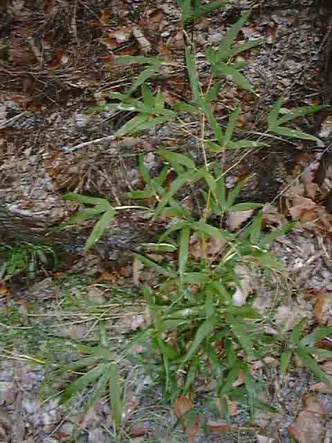 Bamboo here.